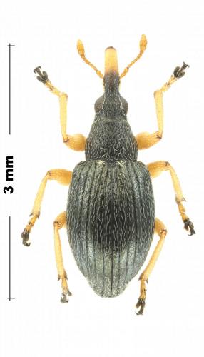Pseudapion rufirostre
